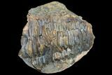 Fossil Calymene Trilobite Nodule - Morocco #100008-2